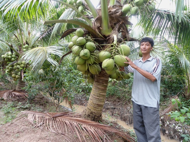 Tổng hợp 95 hình về mô hình trồng dừa ở miền bắc  NEC