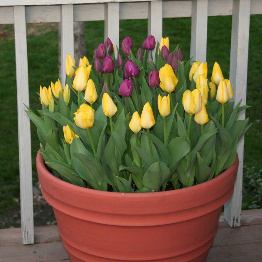 Trồng hoa tulip nở đúng Tết đẹp nhức mắt chỉ với vài chiêu cực dễ