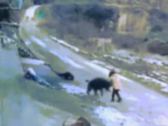 TQ: Lợn rừng đến tận nhà tấn công, người đàn ông thiệt mạng