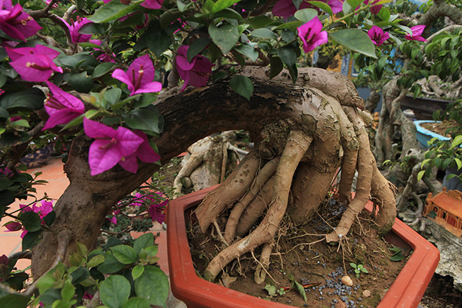 Mãn nhãn vườn hoa giấy bonsai của người “trăm nghề quái kiệt”