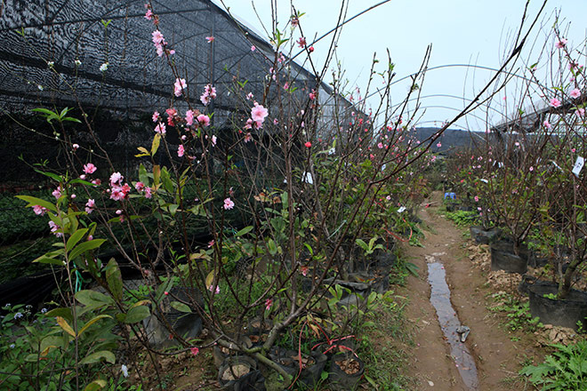 Ngắm cây đào 3 màu hoa đẹp đến ngỡ ngàng ở Hà Nội