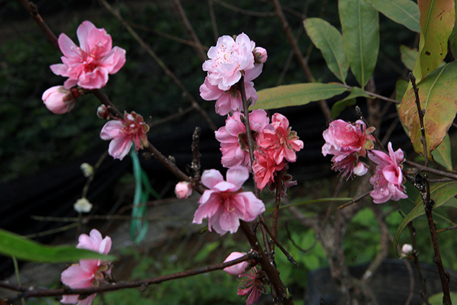 Ngắm cây đào 3 màu hoa đẹp đến ngỡ ngàng ở Hà Nội