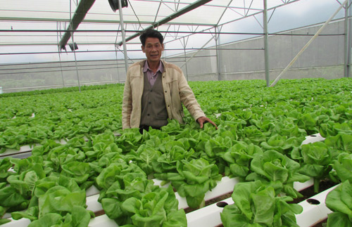 Trồng rau thủy canh công nghệ cao ông nông dân tỉnh Bình Dương bán rau cho  32 bếp ăn tập thể