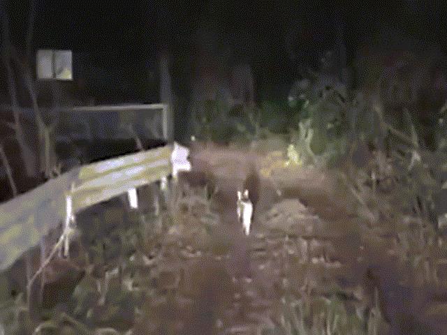 Mèo hoang dẫn đường cho tài xế lạc trong rừng đêm