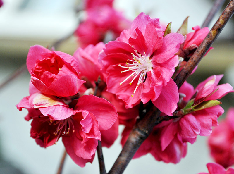 Bộ sưu tập những hình ảnh hoa đào ngày xuân đẹp nhất giúp bạn cảm nhận  không khí tết đang về phần 2  Đài phát thanh và truyền hình Vĩnh Phúc