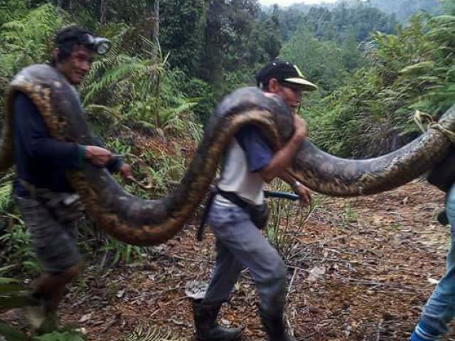 Malaysia: Bắt trăn khổng lồ nặng 1 tạ to lớn chưa từng thấy