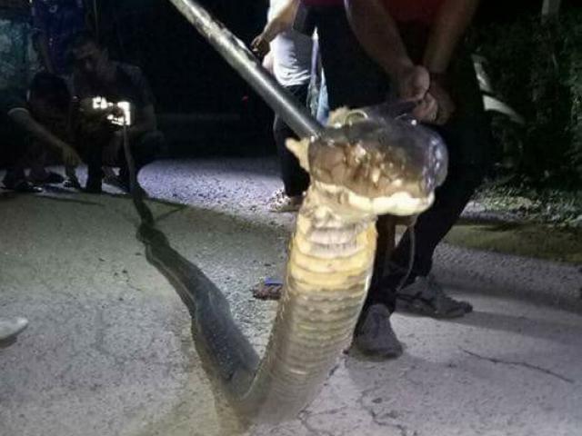 Thái Lan: Kinh hãi hổ mang chúa khổng lồ 5 mét mò vào nhà dân