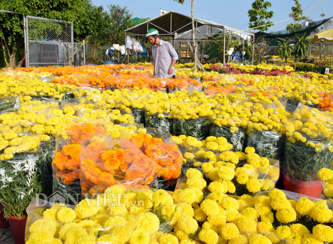 Chợ hoa Đất Mũi nổi tiếng với những sản phẩm hoa đặc trưng của địa phương. Hãy xem bức ảnh để cảm nhận sự phong phú và đa dạng của các loài hoa đặc sản tại chợ hoa Đất Mũi.