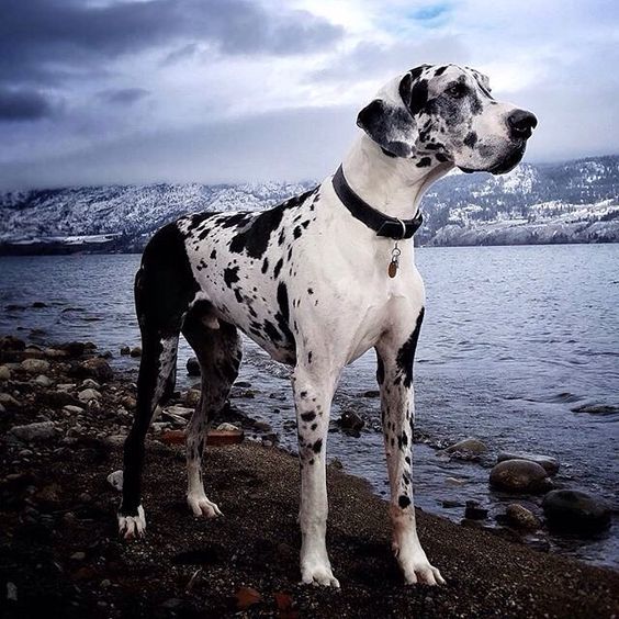 Loài chó hiếm nhất, cổ nhất thế giới ”tái xuất giang hồ”