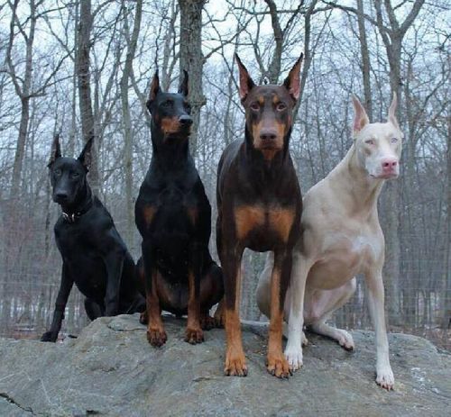 10 giống chó hung dữ nhất thế giới