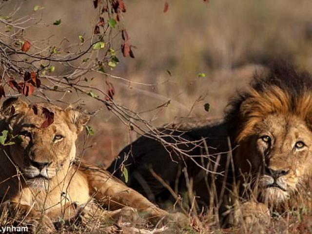 Thợ săn bị ăn thịt dã man ở Nam Phi: Không ngờ bị sư tử mai phục