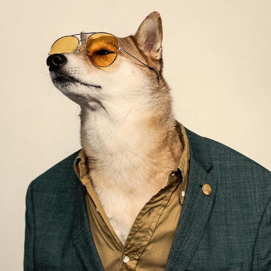 Cập nhật hơn 103 hình nền chó mặc áo hay nhất  Tin học Đông Hòa