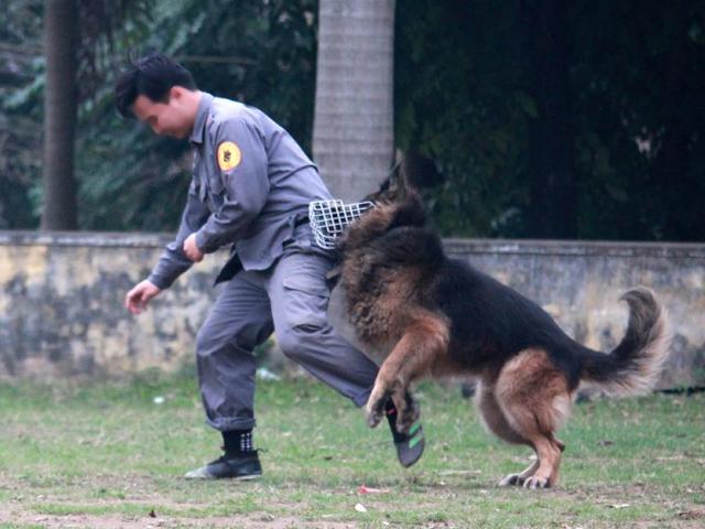 Chuyện cảm động về chú chó nghiệp vụ hy sinh khi bắt kẻ buôn ma túy