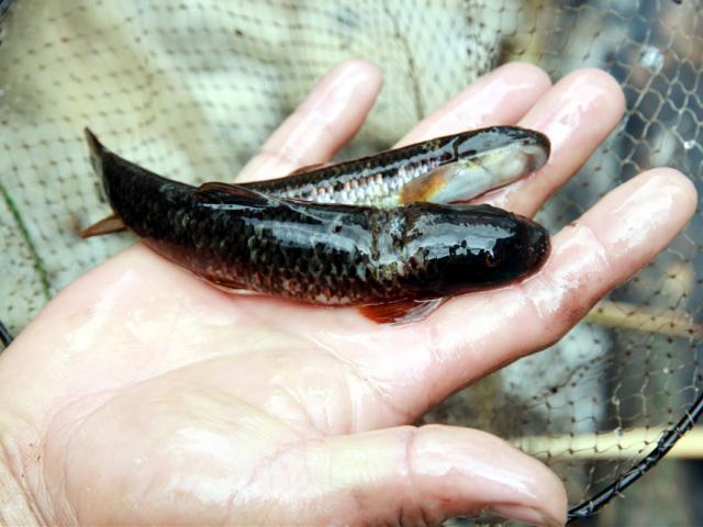 Đi tìm loài cá đặc sản cực quý chỉ có trên dãy Hoàng Liên Sơn