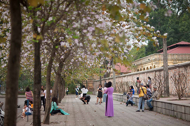 sao phai len tan tay bac, giua thu do cung co hoa ban dep toi nao long the nay hinh anh 11