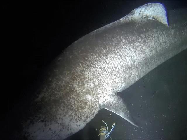 Video hiếm quay ”cụ” cá mập 500 tuổi, thọ nhất thế giới