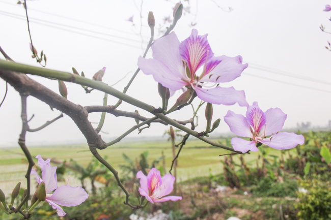 anh: dan lang ngo ngang vi ve dep cua 