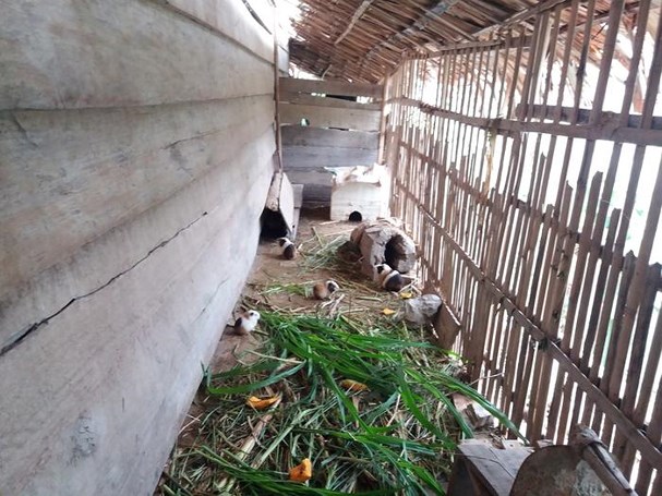 Mô hình chăn nuôi dúi cho hiệu quả kinh tế ở Con Cuông