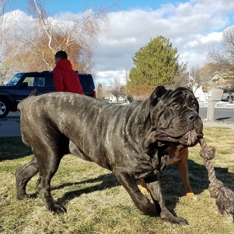 một chú chó neapolitan mastiff màu đen khổng lồ đang cắn sợi dây thừng kéo đi