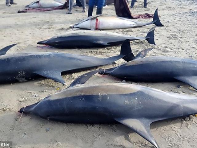 Bị cá voi sát thủ dồn vào bờ, gần 50 cá heo chết thảm