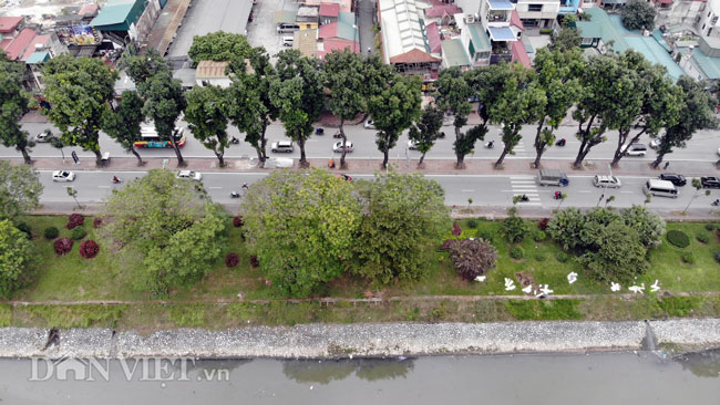 ha noi bat dau chat, di chuyen gan 500 cay xanh mo rong duong lang hinh anh 13