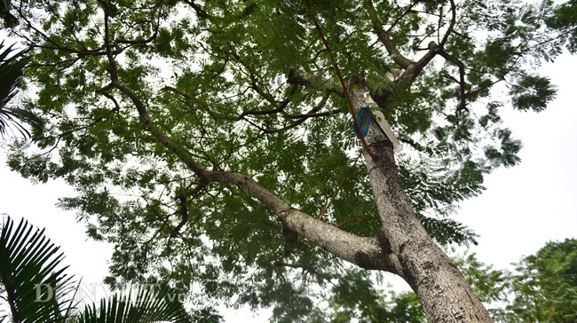 ha noi bat dau chat, di chuyen gan 500 cay xanh mo rong duong lang hinh anh 7