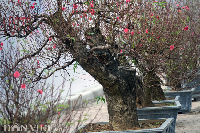 anh: nhung goc dao “khung” xuong pho don tet ky hoi 2019 hinh anh 3