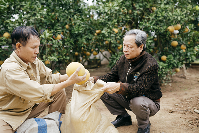 buoi dien tai vuon gia tu 40 nghin, nong dan tat bat hai ban tet hinh anh 4