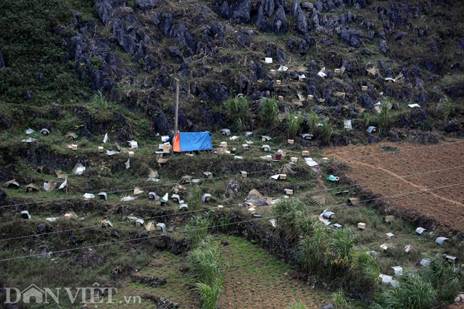 nghe la o ha giang: nuoi ong tren da hinh anh 12