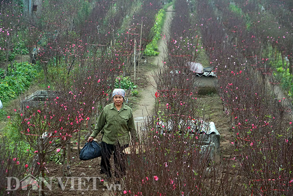 Cuối tháng chạp, người dân làng Nhật Tân, quận Tây Hồ, Hà Nội tất bật chuẩn bị cho lứa hoa phục vụ dịp Tết Kỷ Hợi.