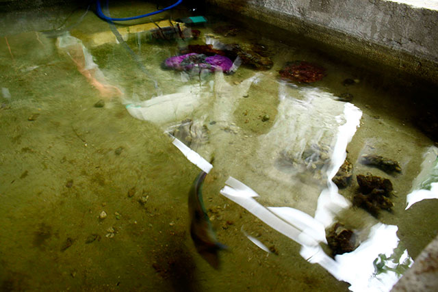 Chia sẻ bí quyết xây dựng mô hình nuôi cá nước mặn duy nhất  Thủy Hải Sản  Việt Nam