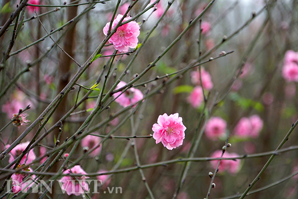 Vườn của ông Nguyễn Đồng Tâm có gần 1.000 gốc đào, trong số đó, rất nhiều cây đã nở hoa trước Tết. Với những gốc đào này, người nông dân buộc phải tiếp tục chăm sóc, đợi đến mùa xuân năm sau.