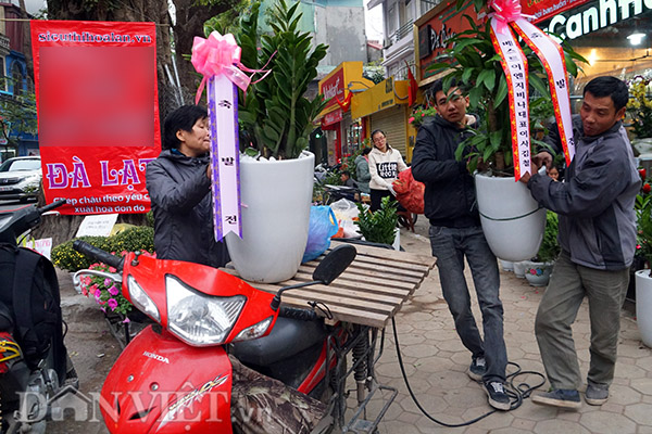 Với những cây to, đắt tiền, những tiểu thương sẵn sàng cung cấp dịch vụ vận chuyển tận nhà miễn phí. Với những cây nhỏ, người mua có thể tự chở về, hoặc thuê xe ôm với giá từ 50.000 đồng đến 200.000 đồng tuỳ khoảng cách.