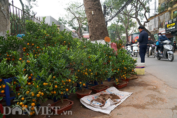 Càng cận Tết, người dân đổ về đây mua sắm cây cảnh càng nhiều, khiến con phố Hoàng Hoa Thám thường xuyên ùn ứ.