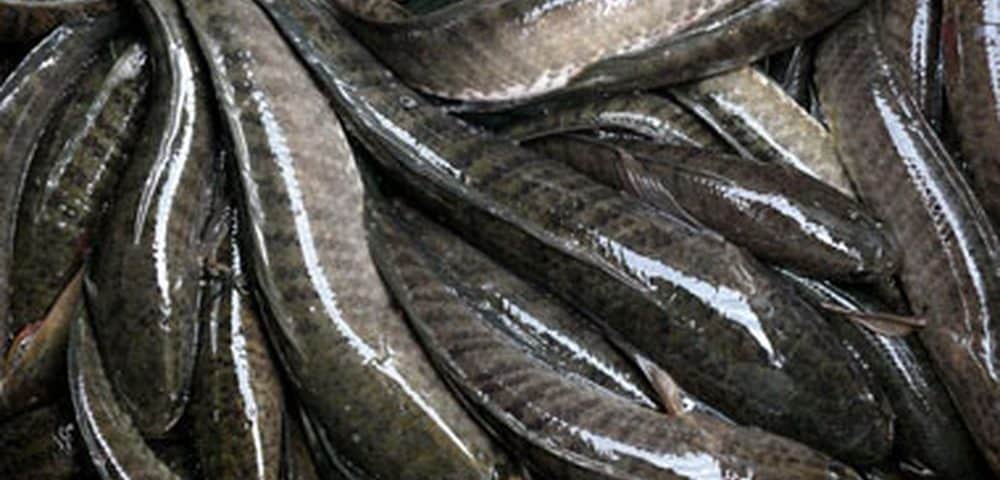 Mô hình nuôi cá lóc bằng thức ăn công nghiệp đem lại hiệu quả cao