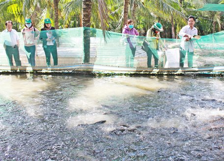 Nuôi cá lóc dày đặc trong ao lót bạt, thu 60 tấn, lời 600 triệu đồng