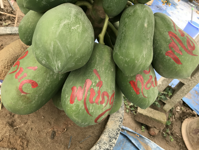 chi ca nghin do de so huu cay “dem qua ra tien” ve trung tet hinh anh 11