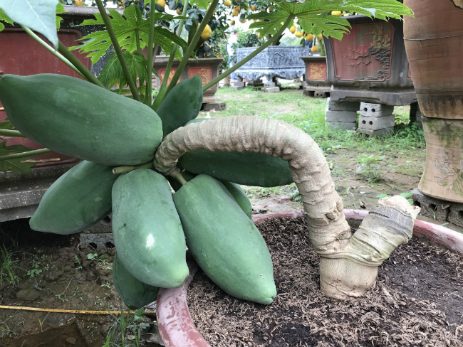 chi ca nghin do de so huu cay “dem qua ra tien” ve trung tet hinh anh 16