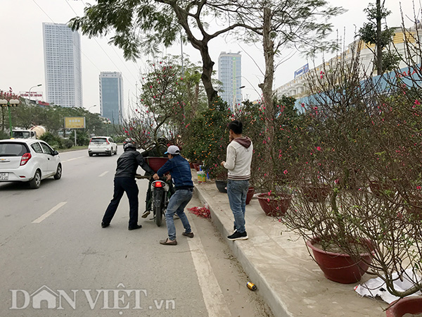 Hơn 1km vỉa hè hai bên đường Tố Hữu (quận Nam Từ Liêm), đoạn từ ngã ba Mộ Lao tới ngã tư Vạn Phúc, tiểu thương bày đặc kín đào và quất như rừng cây cảnh mini. Nhiều người dân dừng xe ngay lòng đường để ngắm và mua bán ngay bên lề đường, gây mất an toàn giao thông.