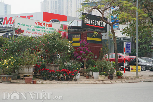 Cũng thuộc quận Cầu Giấy, một cửa hàng hoa cảnh trưng hết cây ra vỉa hè để người mua dễ dàng ngắm và mua. Nhưng điều này cũng đồng nghĩa với việc người đi bộ sẽ phải di chuyển xuống lòng đường. 