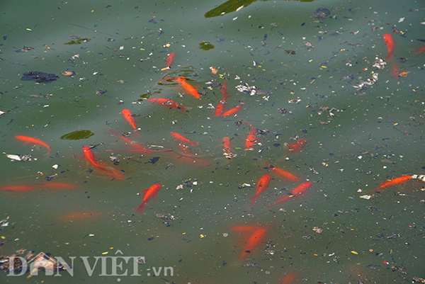 Hàng đàn cá chép đỏ phải bơi lội giữa dòng nước ô nhiễm.