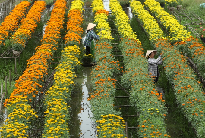 Check-in vườn hoa đẹp ngất ngây gần Sài Gòn ngày giáp Tết