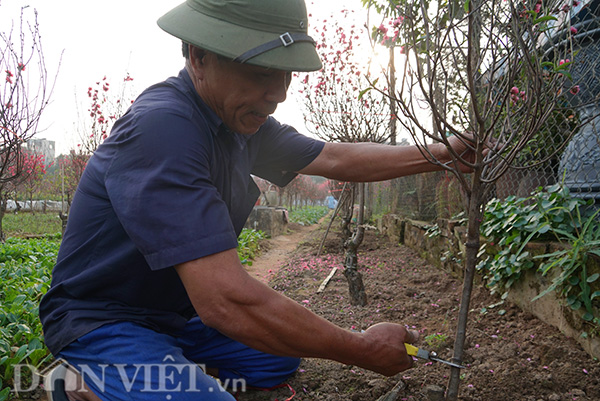 Theo anh Đỗ Văn Hiên, người làng Nhật Tân, năm nay thời tiết nắng, khiến đào nở sớm. Nhiều tiểu thương có thể bán cây trước Tết, nhưng người mua nên thận trọng, vì có thể đào sẽ ra hoa và rụng trước Tết.