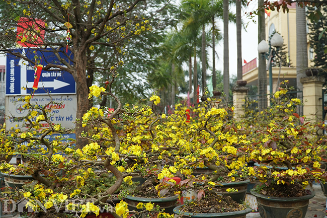 hoa mai binh dinh gia tram trieu 