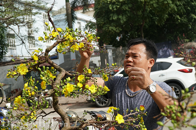 hoa mai binh dinh gia tram trieu 