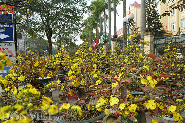 hoa mai binh dinh gia tram trieu 