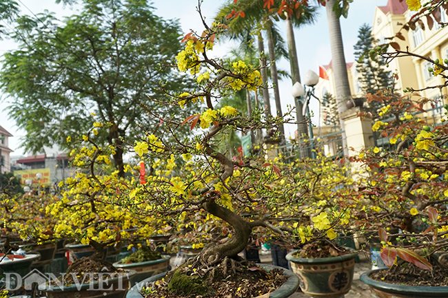 hoa mai binh dinh gia tram trieu 