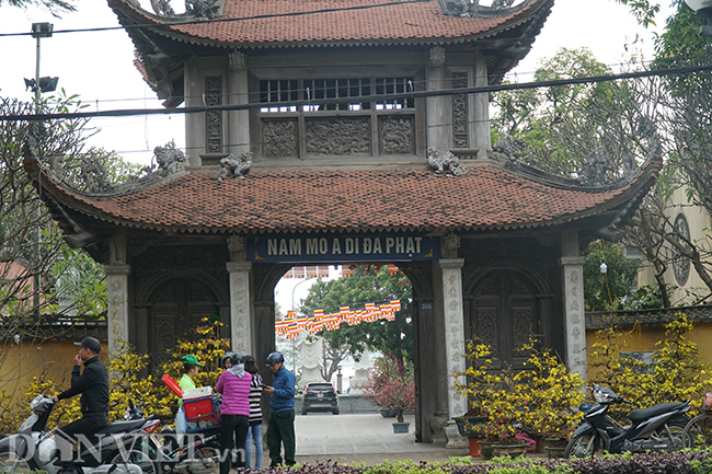 hoa mai binh dinh gia tram trieu 