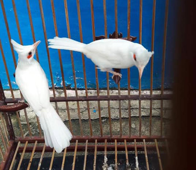Điểm danh các loại chim chào mào được săn lùng hiện nay 2022 - Trung Cấp  Nghề Thương Mại Du Lịch Thanh Hoá