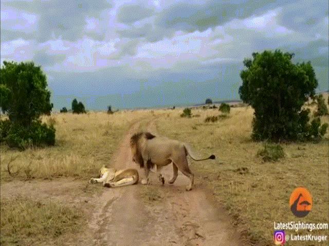 Choáng với điều xảy ra khi sư tử đực “cắn yêu” bạn tình đang ngủ say